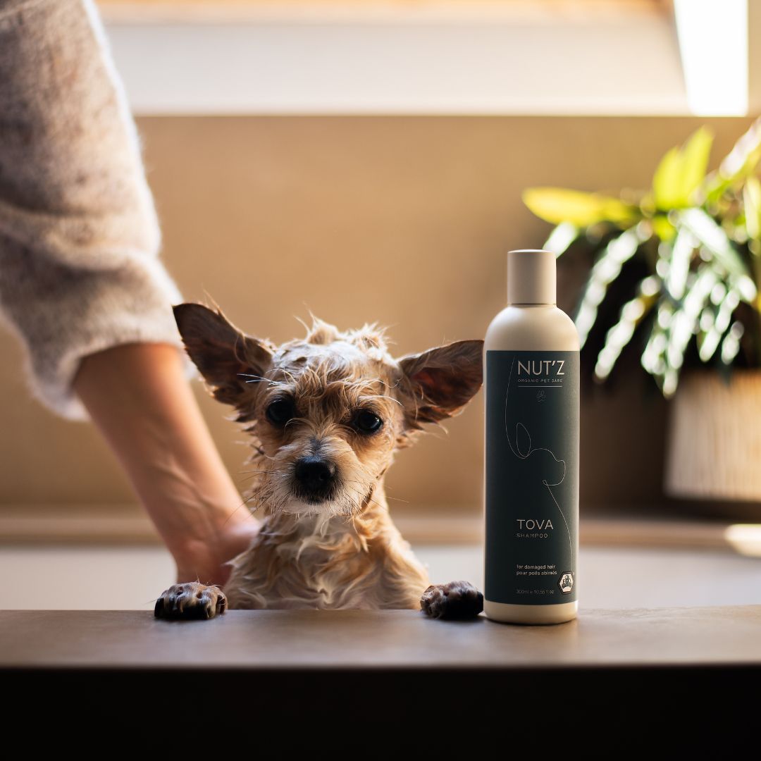Shampoing - Tova