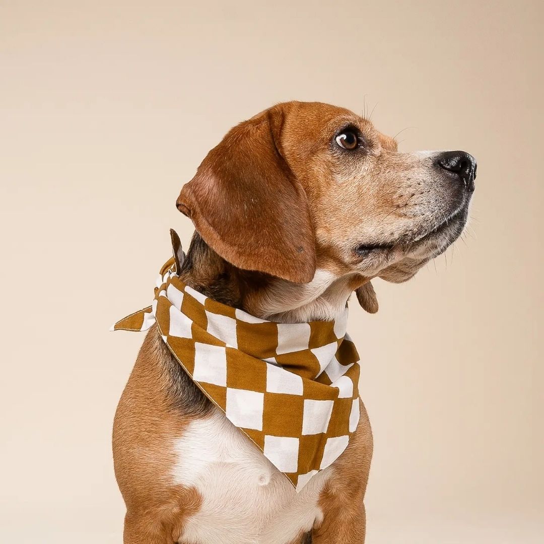 Bandana Damier - Cacao