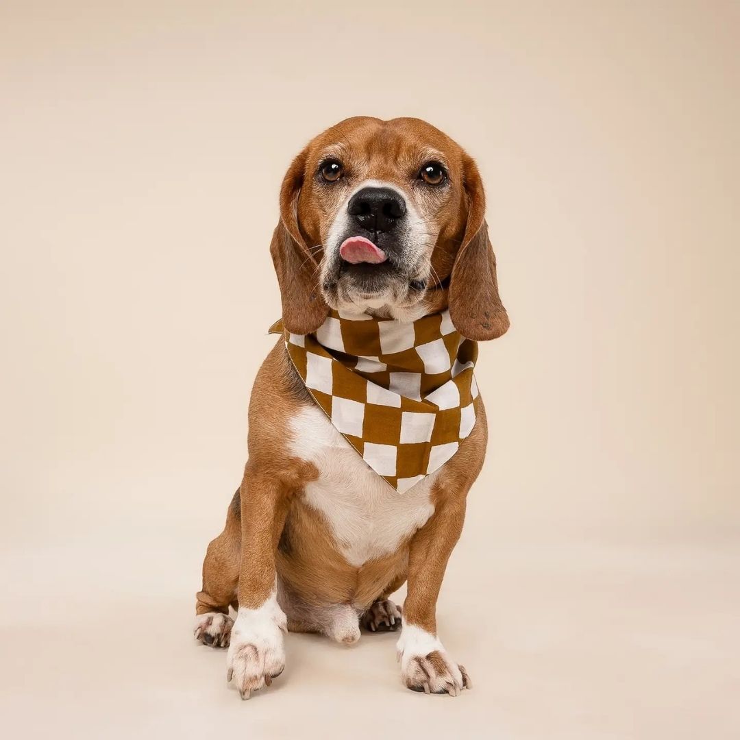 Bandana Damier - Cacao