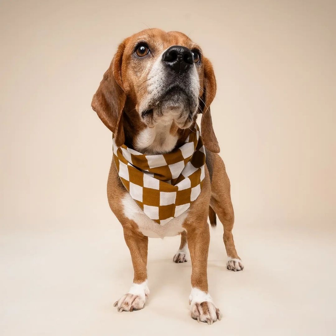 Bandana Damier - Cacao
