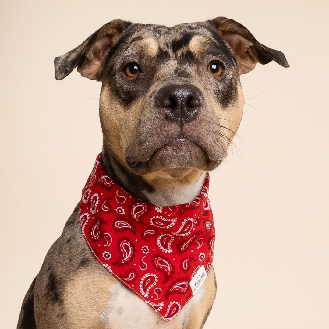 Bandana Motif Cachemire - Rouge