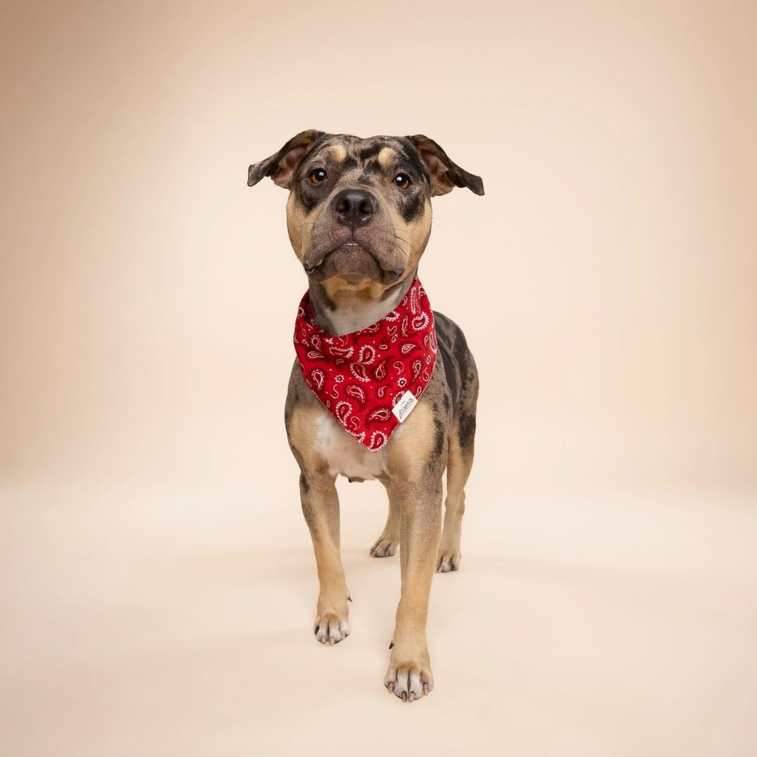 Bandana Motif Cachemire - Rouge