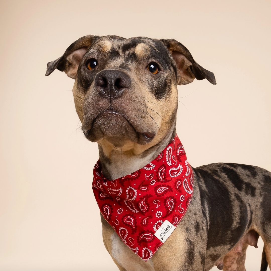 Bandana Motif Cachemire - Rouge