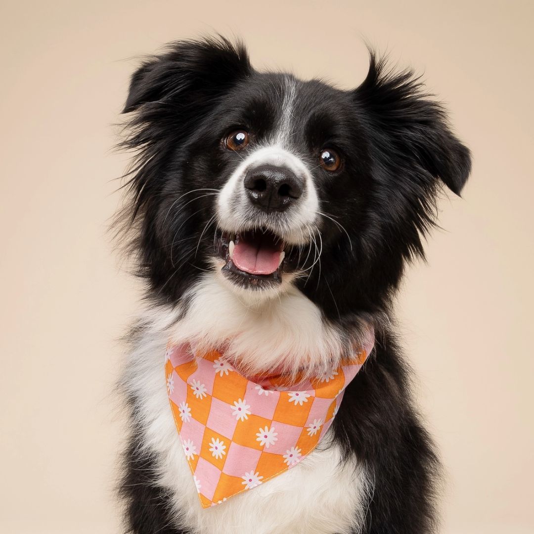 Bandana Vichy - Orange & Rose