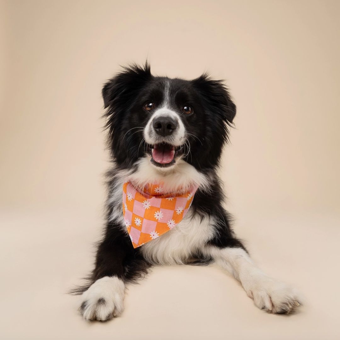 Bandana Vichy - Orange & Rose