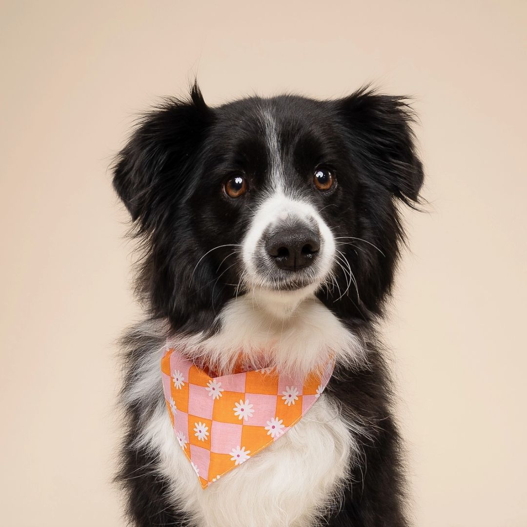 Bandana Vichy - Orange & Rose