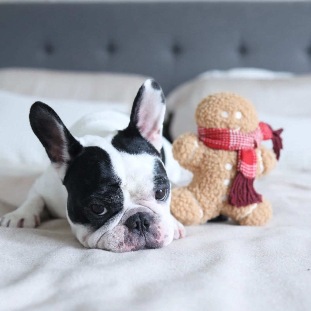 Jouet - Pain d'Épice