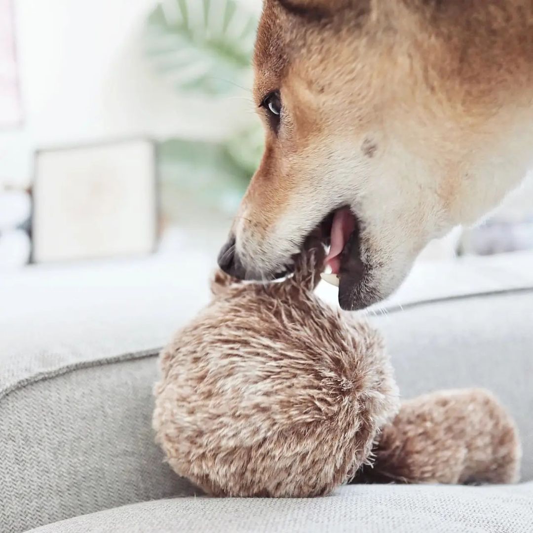 Jouet d'occupation - Squirrel