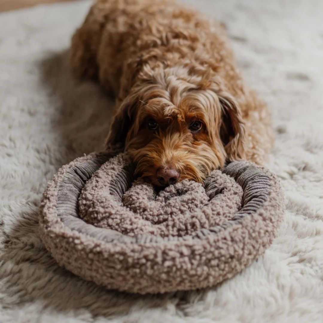Jouet de fouille SWIRL - Taupe