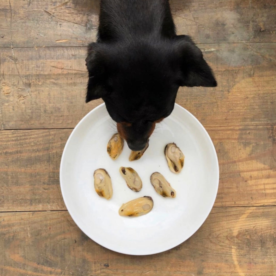 Moules aux Lèvres Vertes