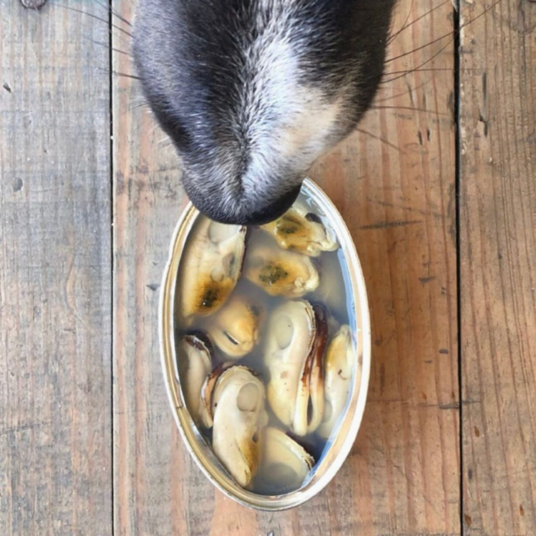 Moules aux Lèvres Vertes